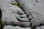 Sheshymore Limestone with classic kharstified exposures of the disolving fracture margins, Grikes, of tabular blocks of limestone pavement, Clints. Widened driven by post glacial disolution (McNamara, & Hennessy, 2010). Variscan folding initiated the fractures (Coller, 1984).